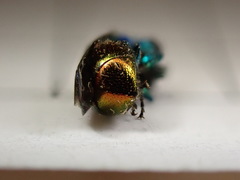 Pseudomalus triangulifer