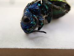 Pseudomalus triangulifer