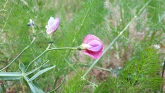 Lathyrus clymenum