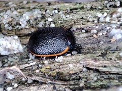Chrysolina lucidicollis