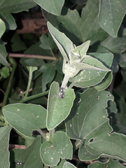 Diedrocephala variegata