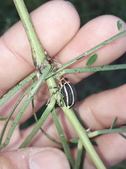 Neodiplogrammus quadrivittatus