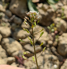 Draba muralis