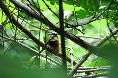 Melanopareia elegans