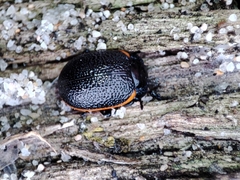Chrysolina lucidicollis
