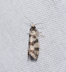 Lepidoscia characota