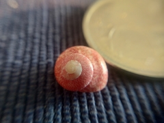 Agathistoma fasciatum