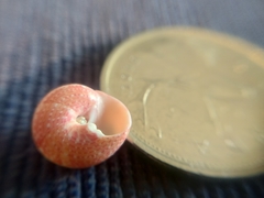 Agathistoma fasciatum
