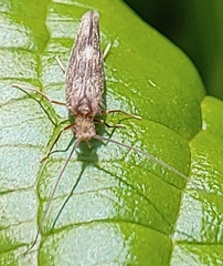 Lepidostoma griseum