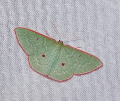 Chlorocoma cadmaria