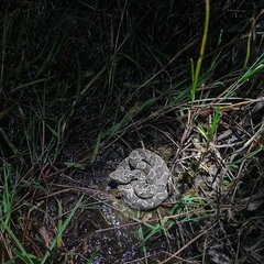 Bothrops pubescens