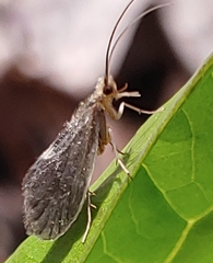 Lepidostoma griseum