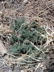 Vesper constancei