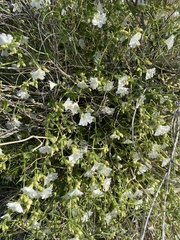 Mirabilis tenuiloba