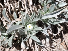 Oreocarya suffruticosa