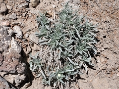 Oreocarya suffruticosa