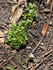 Richardia grandiflora