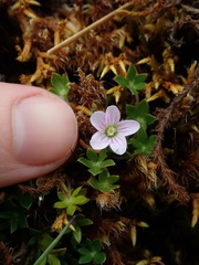 Geranium sibbaldioides