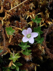 Geranium sibbaldioides