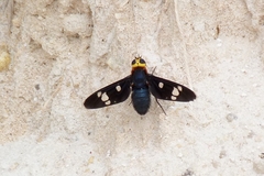 Hyperalonia morio morio