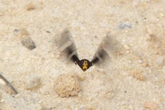 Hyperalonia morio morio