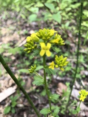Barbarea vulgaris