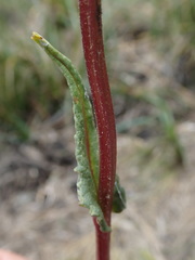 Senecio chionogeton