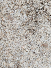 Armadillidium album