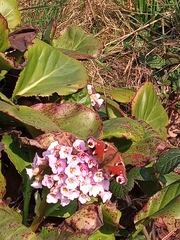 Aglais io