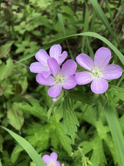 Geranium maculatum