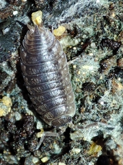 Porcellio debueni