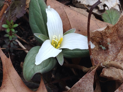Trillium nivale