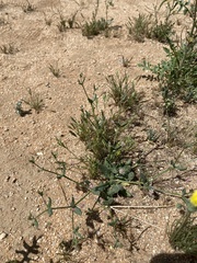 Eriogonum gracillimum