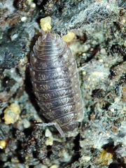 Porcellio debueni