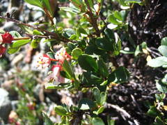 Escallonia alpina