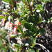 Escallonia alpina - Photo (c) cstobie, algunos derechos reservados (CC BY), uploaded by cstobie