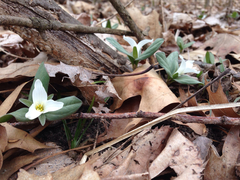 Trillium nivale
