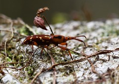 Estenorhinus guttatus