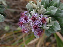 Linochilus rhododendroides