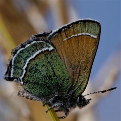 Callophrys mcfarlandi