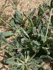 Eriogonum gracillimum