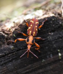 Estenorhinus guttatus