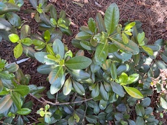 Myrsine cubana