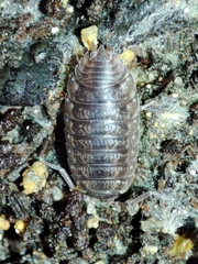 Porcellio debueni
