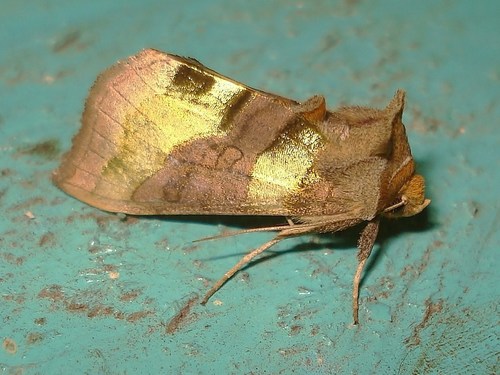Burnished Brass