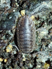 Porcellio debueni