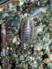 Porcellio debueni