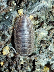 Porcellio debueni