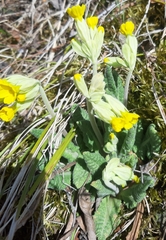Primula veris