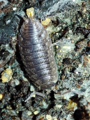 Porcellio debueni